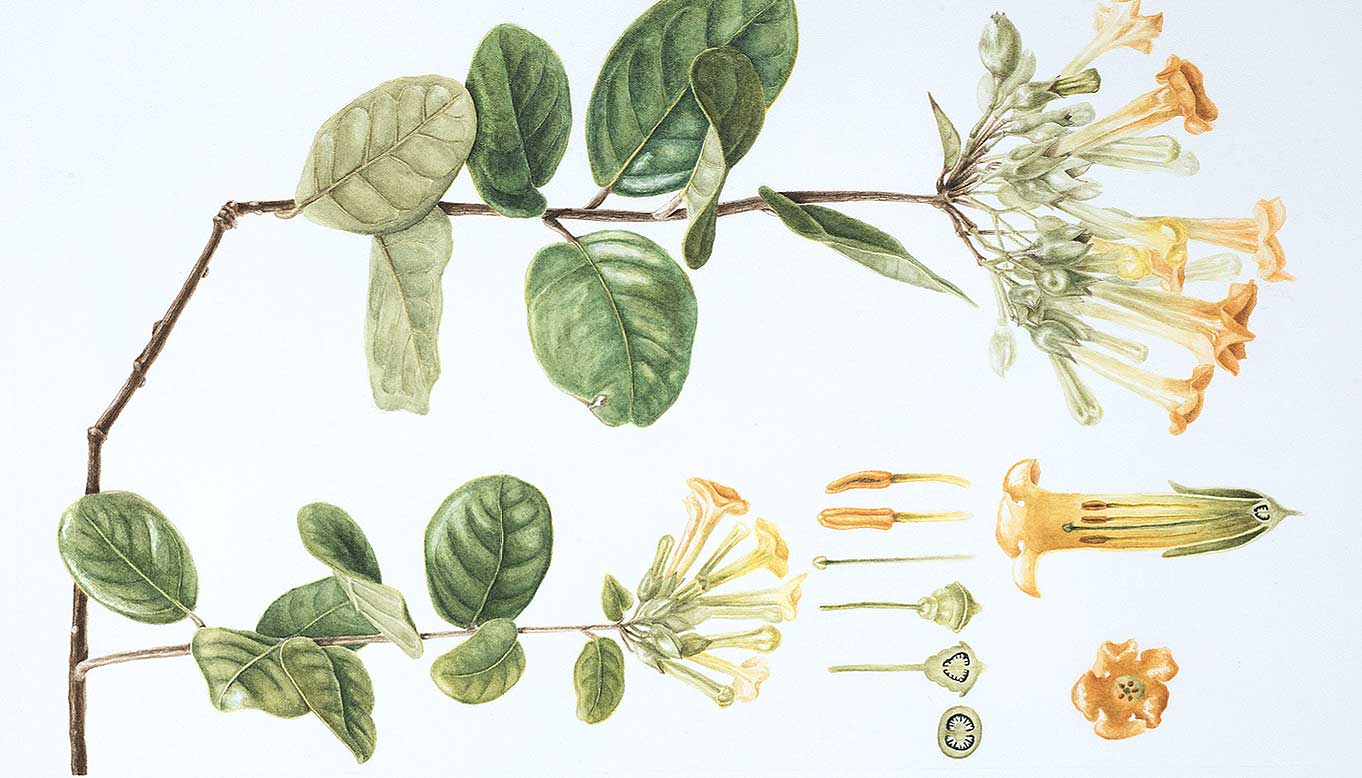 Ilustración botánica: Un viaje por la belleza y la ciencia de las plantas